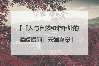 「人与自然和谐相处的温暖瞬间」云端鸟巢
