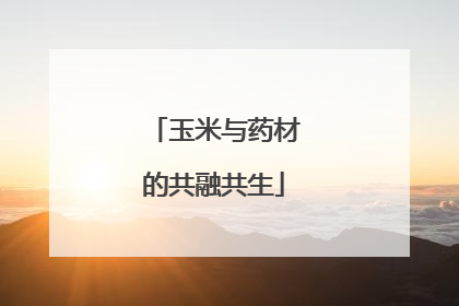 玉米与药材的共融共生