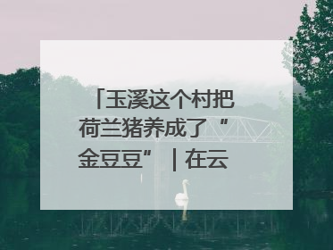 玉溪这个村把荷兰猪养成了“金豆豆”｜在云南样样好