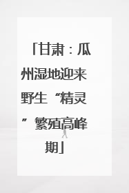 甘肃：瓜州湿地迎来野生“精灵”繁殖高峰期