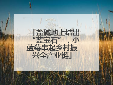盐碱地上结出“蓝宝石”，小蓝莓串起乡村振兴全产业链
