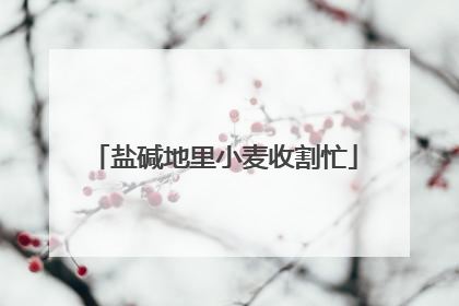 盐碱地里小麦收割忙