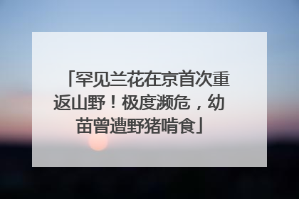 罕见兰花在京首次重返山野！极度濒危，幼苗曾遭野猪啃食