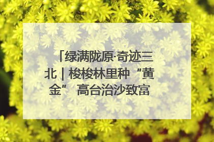 绿满陇原·奇迹三北｜梭梭林里种“黄金” 高台治沙致富很“从容”