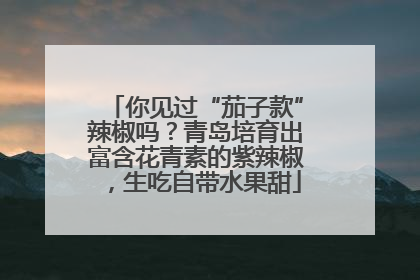 你见过“茄子款”辣椒吗？青岛培育出富含花青素的紫辣椒，生吃自带水果甜