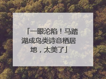 一眼沦陷！马踏湖成鸟类诗意栖居地，太美了