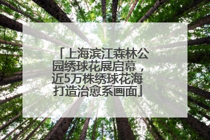 上海滨江森林公园绣球花展启幕，近5万株绣球花海打造治愈系画面
