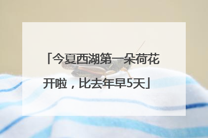 今夏西湖第一朵荷花开啦，比去年早5天