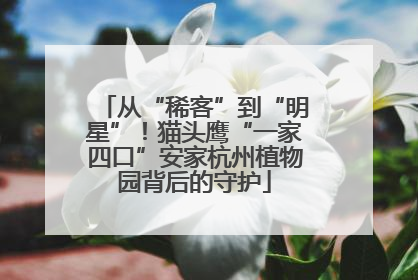 从“稀客”到“明星”！猫头鹰“一家四口”安家杭州植物园背后的守护