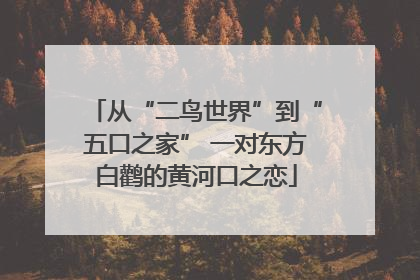 从“二鸟世界”到“五口之家” 一对东方白鹳的黄河口之恋