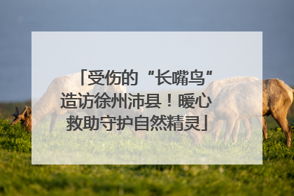 受伤的“长嘴鸟”造访徐州沛县！暖心救助守护自然精灵
