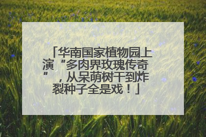 华南国家植物园上演“多肉界玫瑰传奇”，从呆萌树干到炸裂种子全是戏！