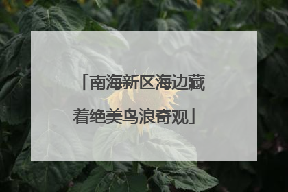 南海新区海边藏着绝美鸟浪奇观