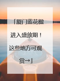 厦门蓝花楹进入盛放期！这些地方可观赏→
