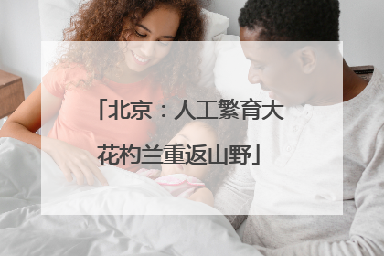 北京：人工繁育大花杓兰重返山野