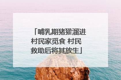 哺乳期猪獾溜进村民家觅食 村民救助后将其放生