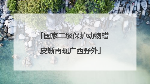 国家二级保护动物蜡皮蜥再现广西野外