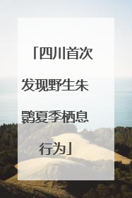 四川首次发现野生朱鹮夏季栖息行为