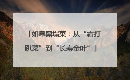 如皋黑塌菜：从“霜打趴菜”到“长寿金叶”
