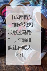 成都街头“野鸡妈妈带崽过马路”，车辆排队让行暖人心