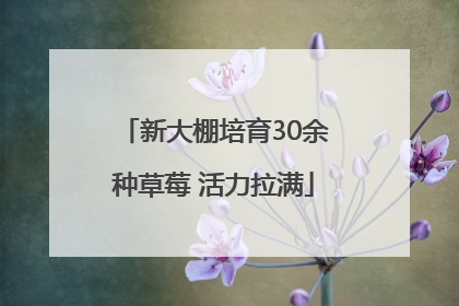 新大棚培育30余种草莓 活力拉满