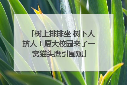 树上排排坐 树下人挤人！厦大校园来了一窝猫头鹰引围观