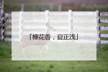 楝花香,夏正浅