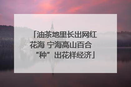 油茶地里长出网红花海 宁海高山百合“种”出花样经济
