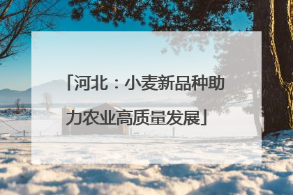河北：小麦新品种助力农业高质量发展
