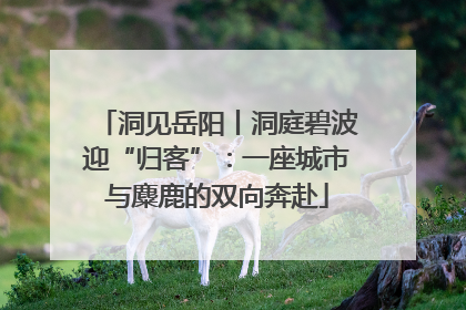 洞见岳阳丨洞庭碧波迎“归客”：一座城市与麋鹿的双向奔赴