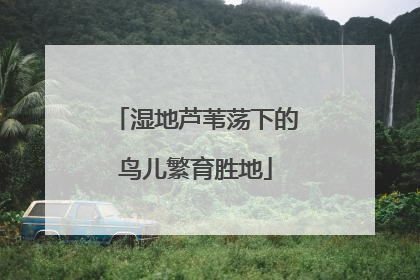 湿地芦苇荡下的鸟儿繁育胜地