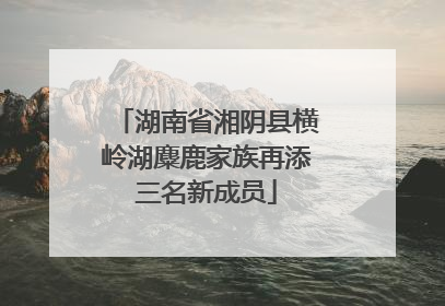 湖南省湘阴县横岭湖麋鹿家族再添三名新成员