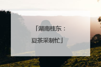 湖南桂东：夏茶采制忙