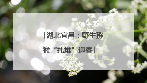 湖北宜昌：野生猕猴“扎堆”迎客