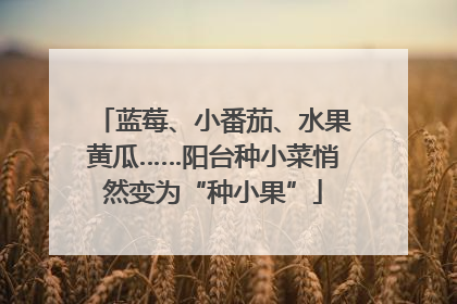 蓝莓、小番茄、水果黄瓜……阳台种小菜悄然变为“种小果”
