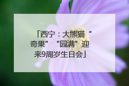 西宁：大熊猫“奇果”“园满”迎来9周岁生日会