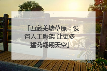 西藏羌塘草原：设置人工鹰架 让更多猛禽翱翔天空
