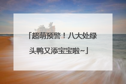 超萌预警！八大处绿头鸭又添宝宝啦~