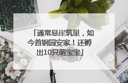 通常悬崖筑巢，如今首钢园安家！还孵出10只萌宝宝