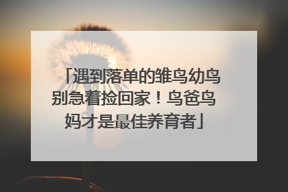 遇到落单的雏鸟幼鸟别急着捡回家！鸟爸鸟妈才是最佳养育者