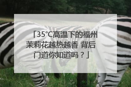 35℃高温下的福州茉莉花越热越香 背后门道你知道吗？